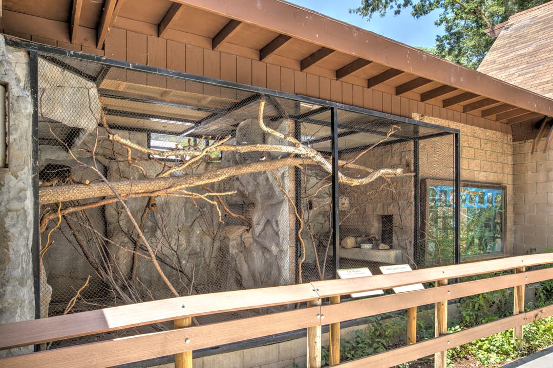 Outdoor bird enclosure with branches and rock backdrop at a zoo